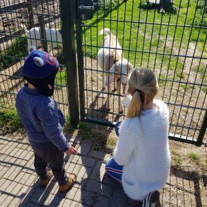 Childminding children at the petting zoo with a goat being fed