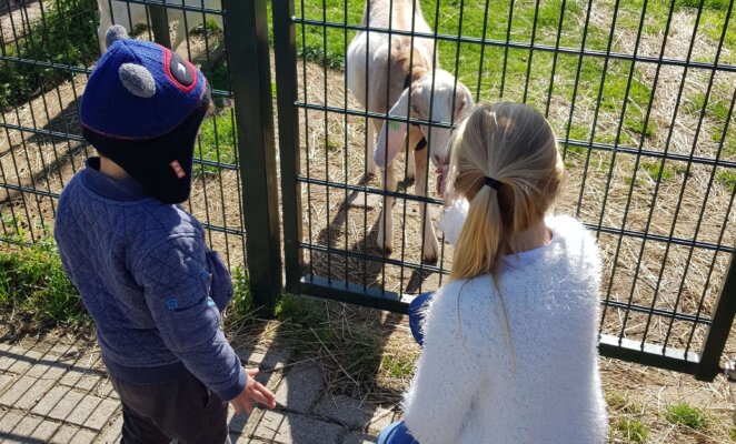 Gastouderopvang kinderen bij de kinderboederij met een gijt die gevoerd wordt